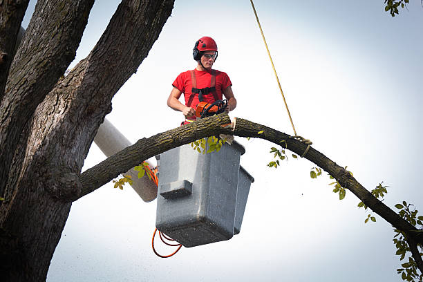 How Our Tree Care Process Works  in  Monroe Manor, NJ